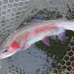 釣れる、釣れるぞ！ 大安トラウトレイク